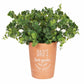 Dad's Garden Terracotta Plant Pot